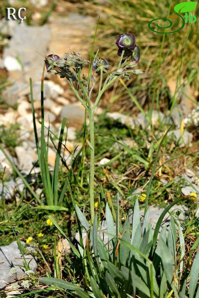 Denizli