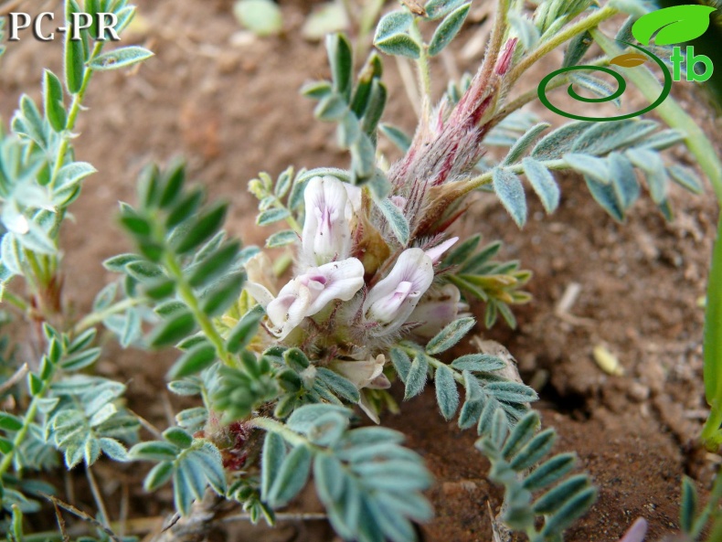 subsp. eriocephalus - Bitlis