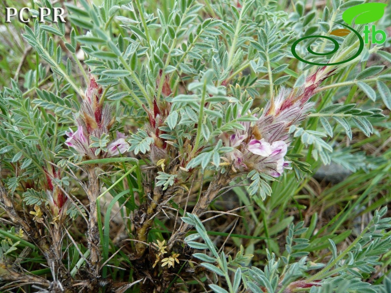 subsp. eriocephalus - Bitlis