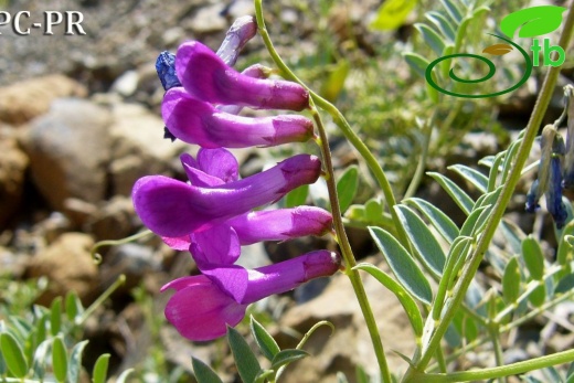 subsp. hypoleuca - Erzincan