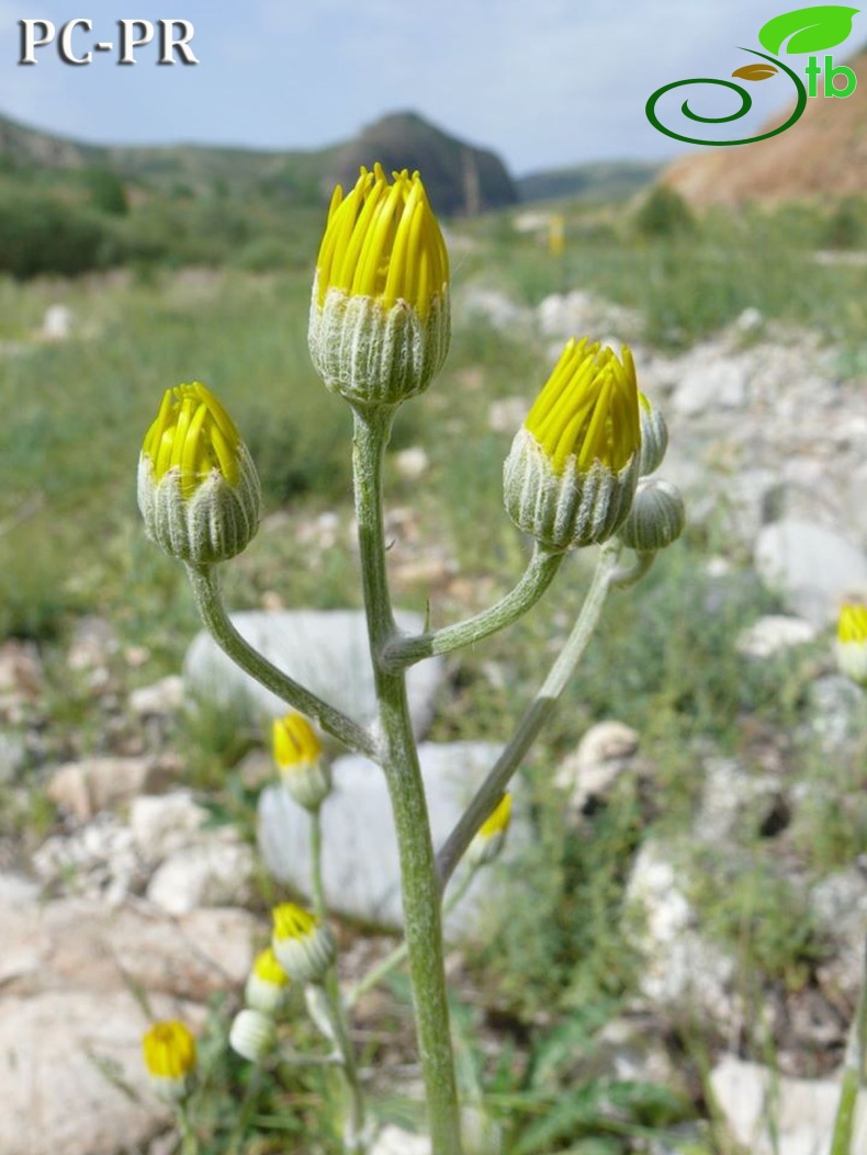 Erzurum