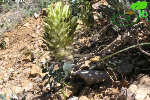 Kahramanmaraş