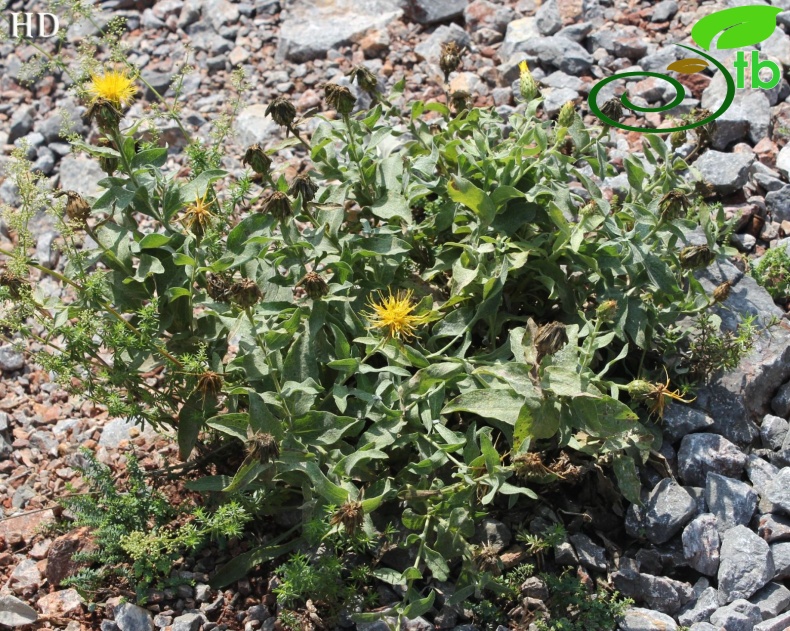 subsp. dumanii-İzmit