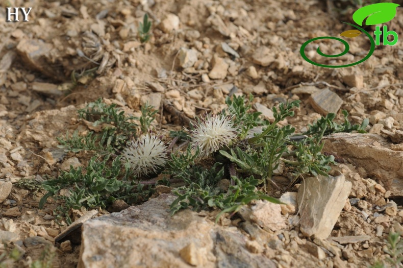 Artos dağı- Gevaş