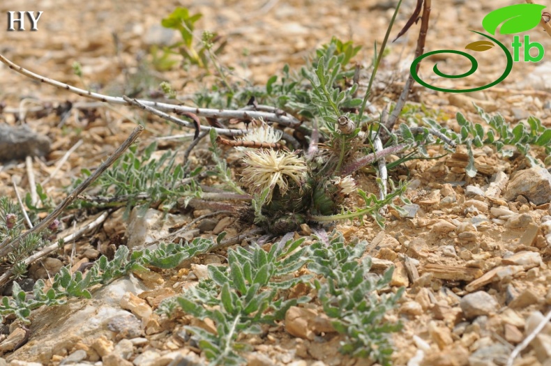 Artos dağı- Gevaş