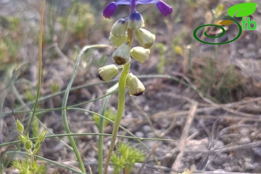 Kayseri