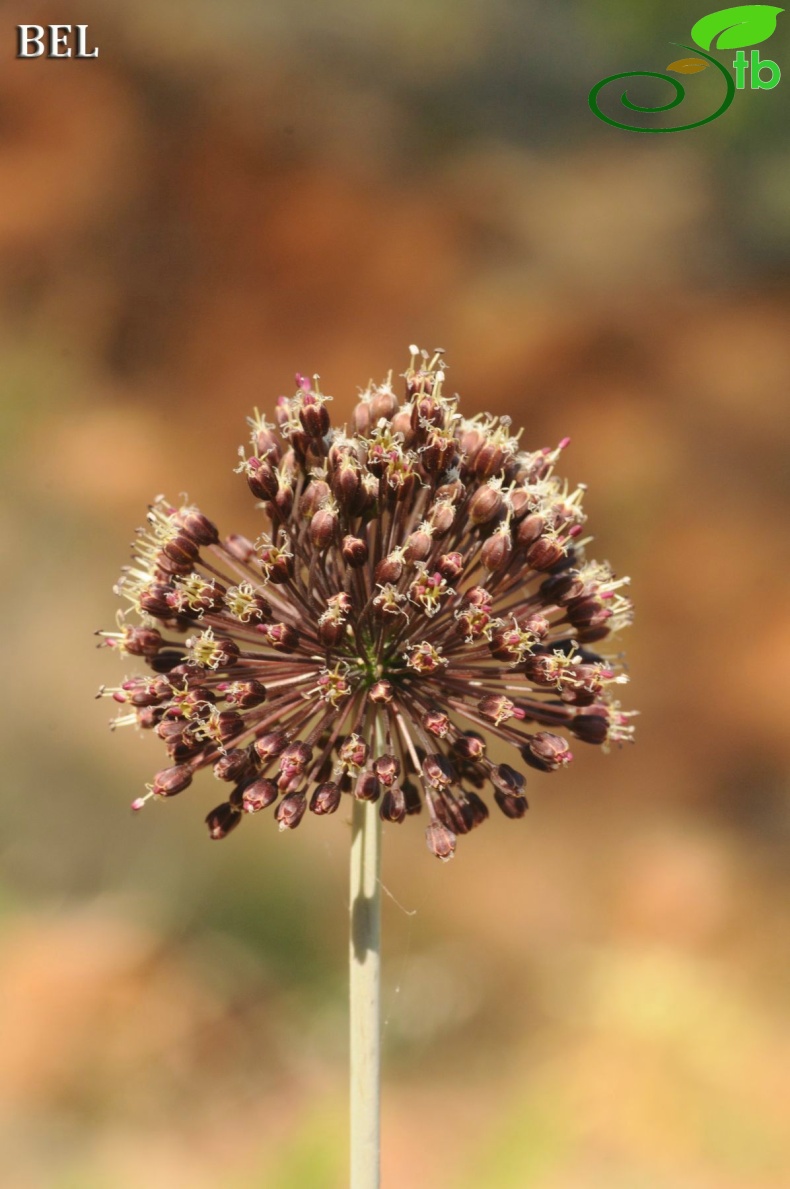 ssp cycladicum- Fethiye-Muğla