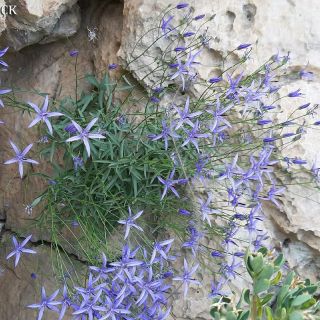 subsp. ekimianum-Maraş