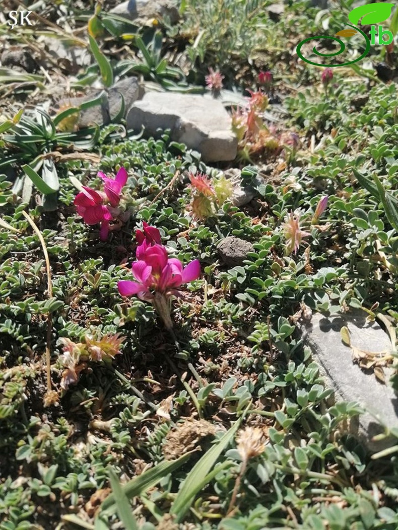 Kahramanmaraş