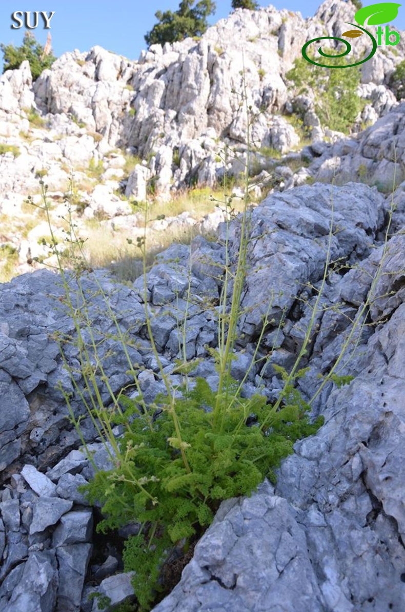 Akseki-Antalya