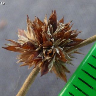 Ssp pyramidatus-Antalya