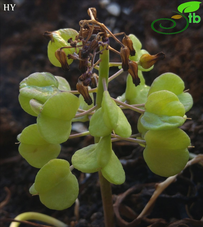 Sandras dağı-Muğla