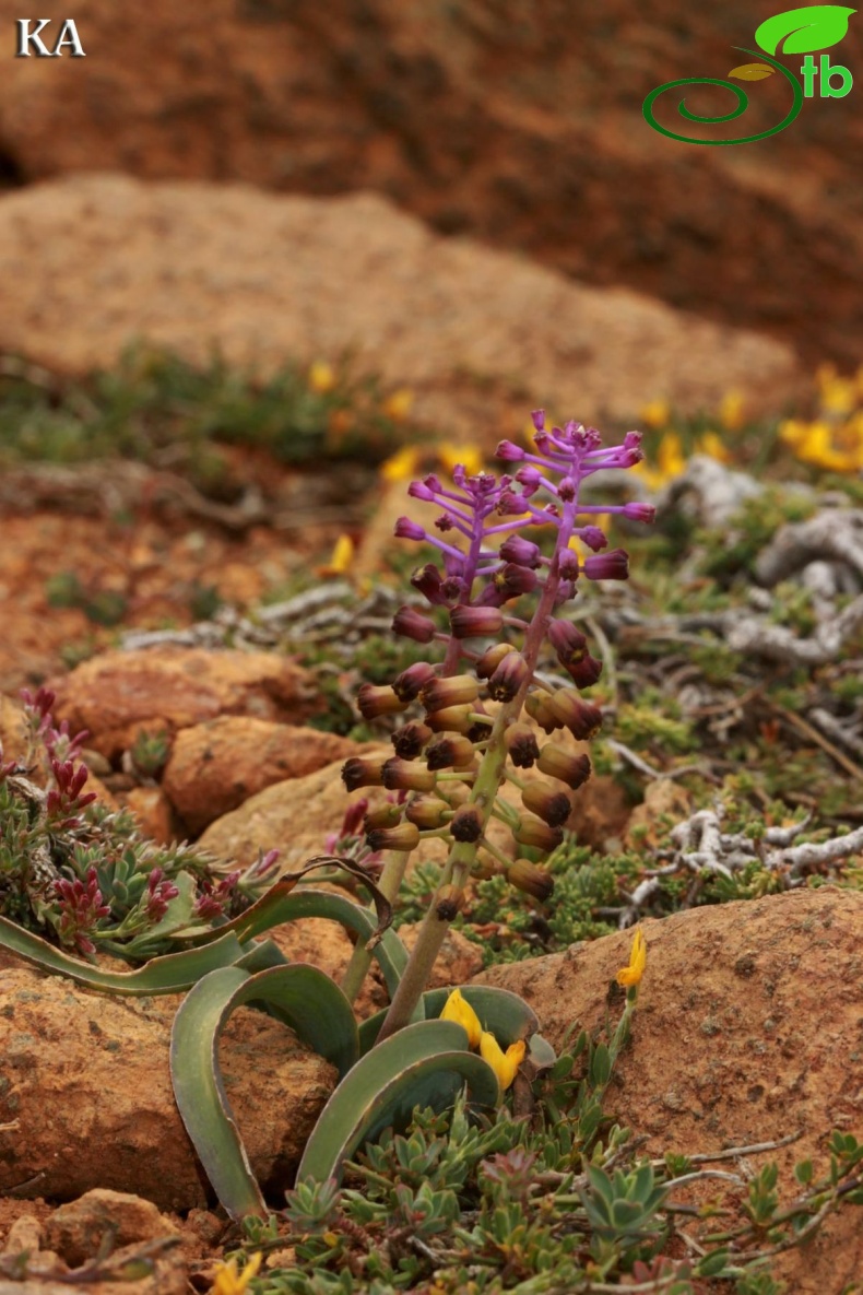 Sandras dağı-Muğla