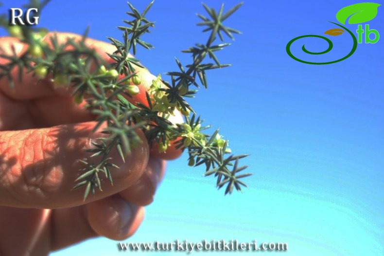 ssp orientalis-Balıkesir