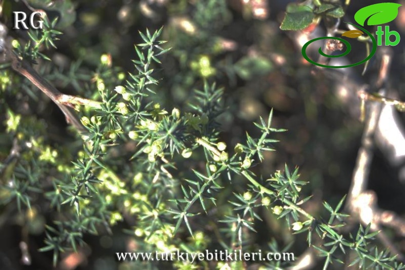 ssp orientalis-Balıkesir