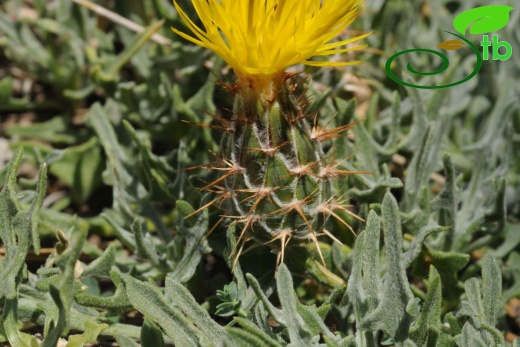 ssp austro-occidentalis-Fethiye
