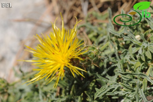 ssp austro-occidentalis-Fethiye