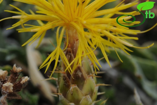 ssp austro-occidentalis-Fethiye