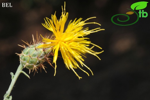 ssp austro-occidentalis-Fethiye