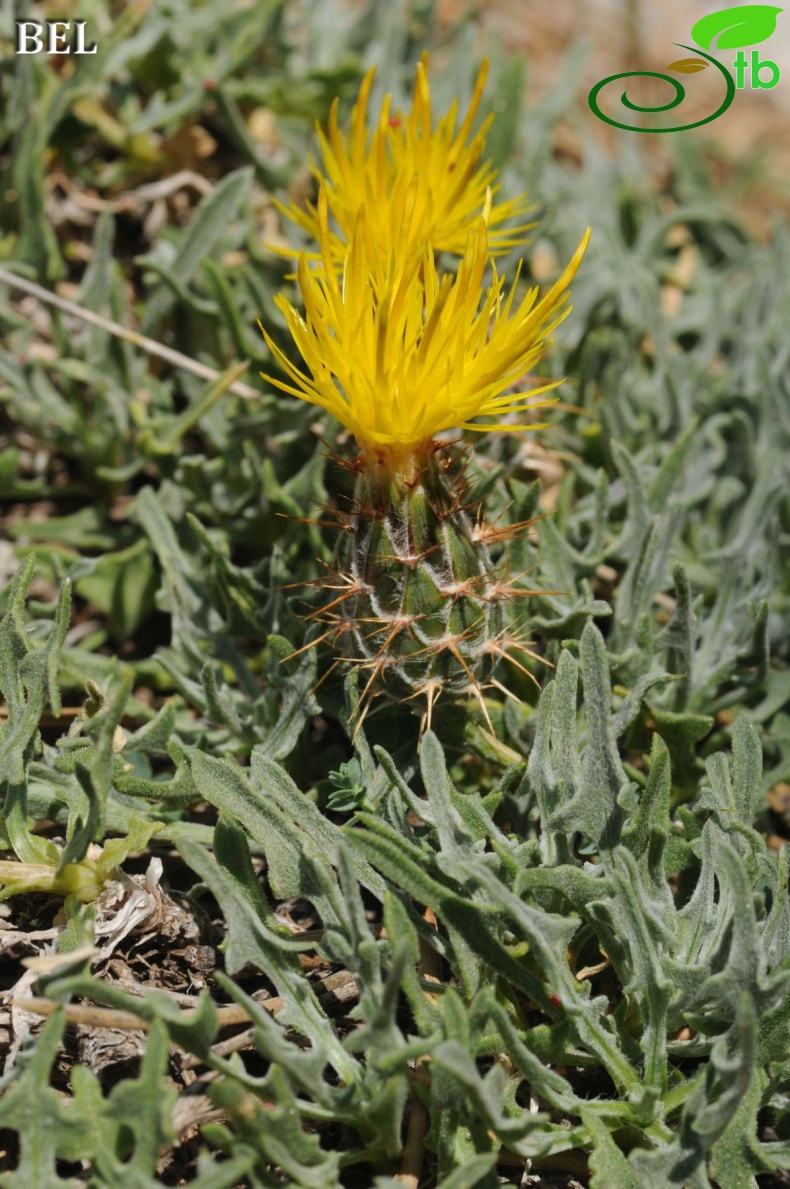 ssp austro-occidentalis-Fethiye
