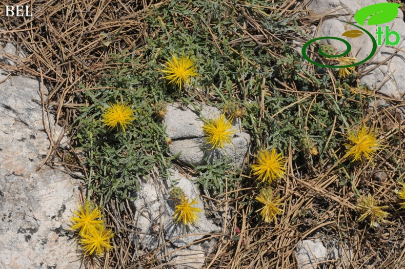 ssp austro-occidentalis-Fethiye