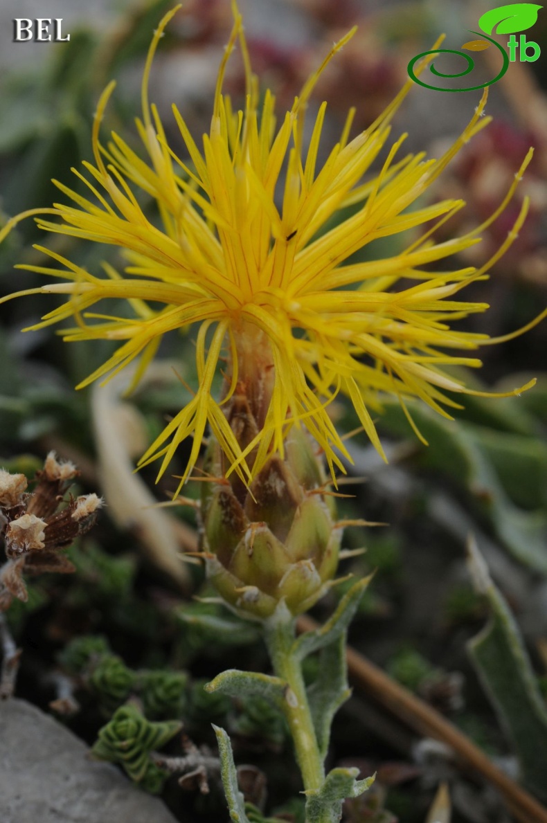 ssp austro-occidentalis-Fethiye