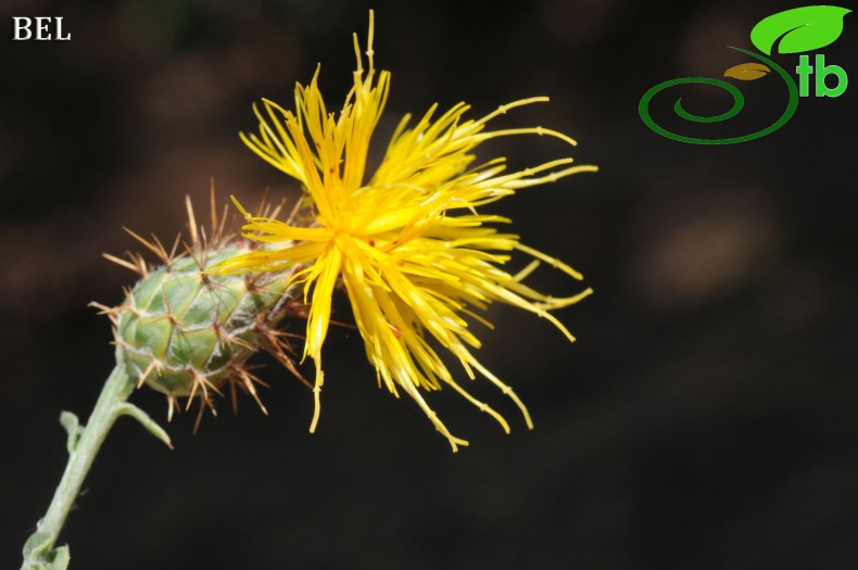 ssp austro-occidentalis-Fethiye