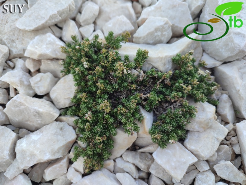 Gündoğmuş- Antalya