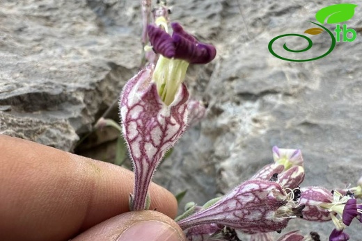 Hakkari