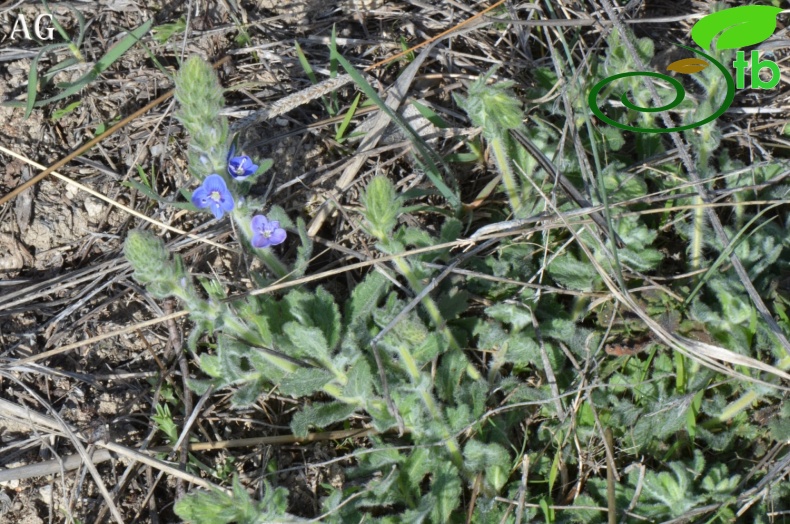 Uşak