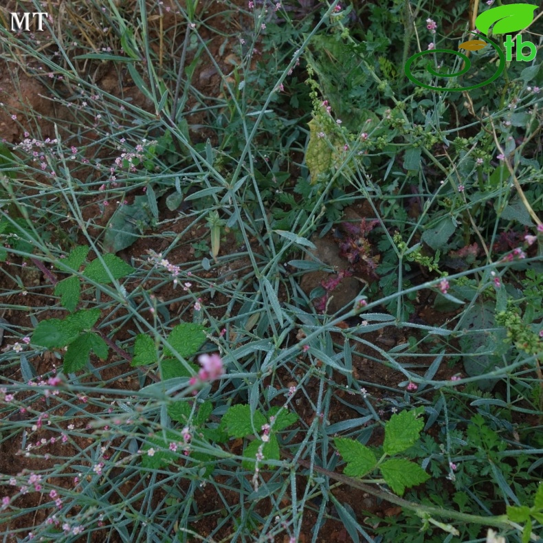 subsp. pulchellum- Istanbul