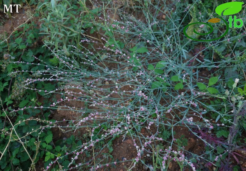 subsp. pulchellum- Istanbul