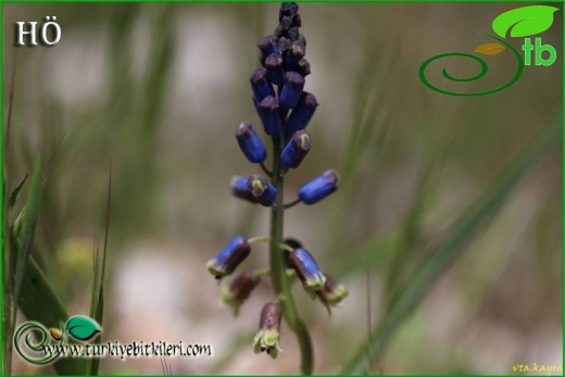 Gündoğmuş-Antalya