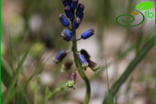 Gündoğmuş-Antalya