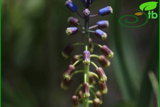 Bellevalia matthewii