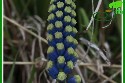 Gündoğmuş-Antalya