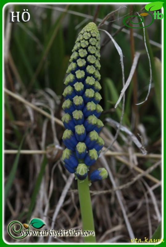 Gündoğmuş-Antalya