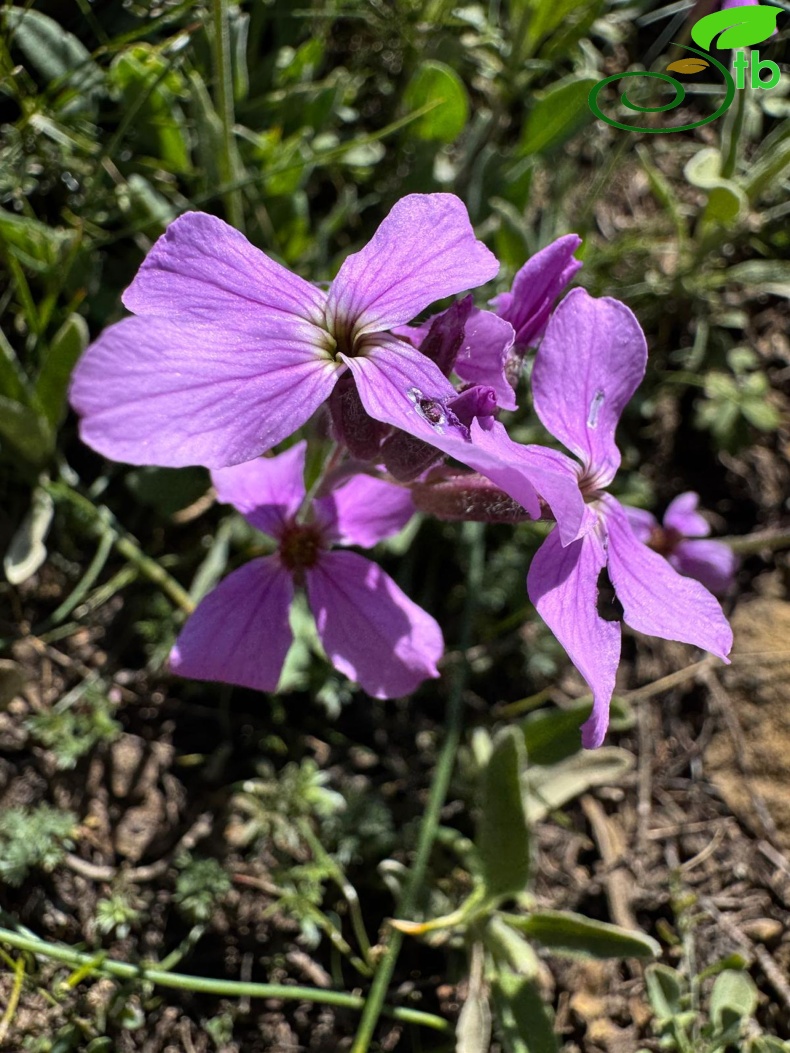 Sandras