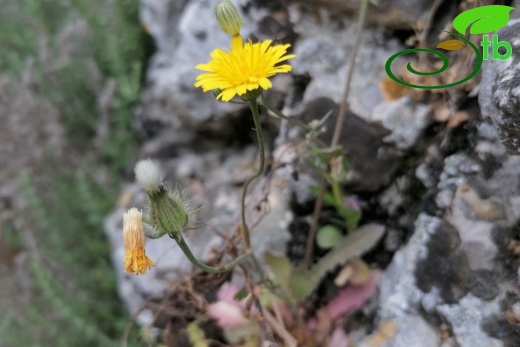 Balıkesir