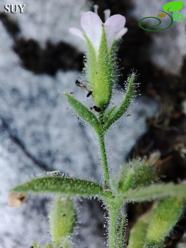 var. elatior- Akseki