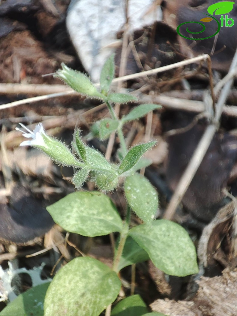 var. elatior- Akseki