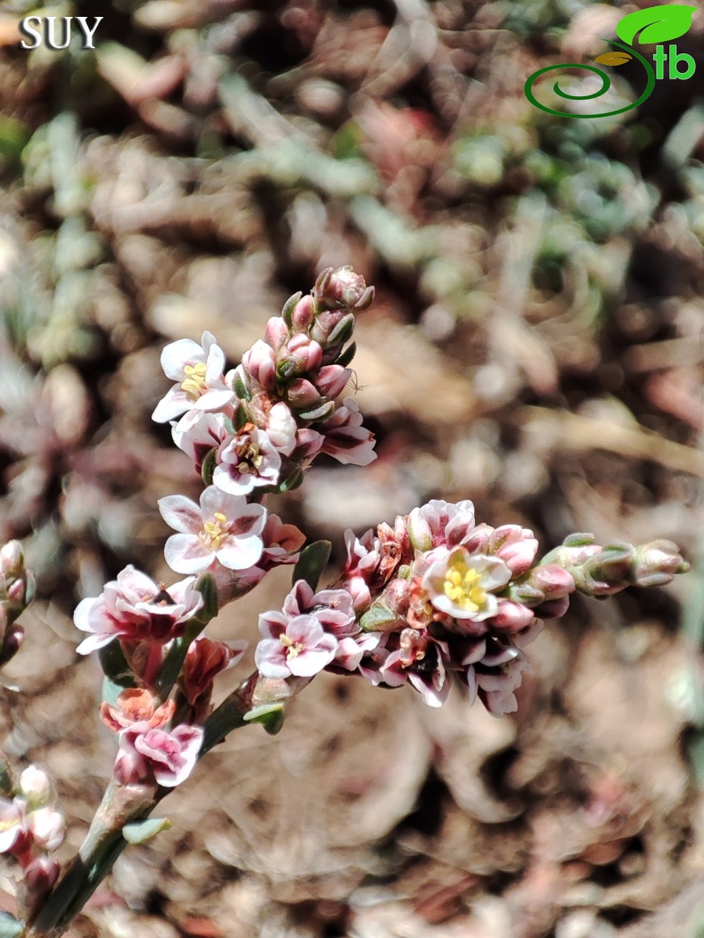 Gündoğmuş-Antalya