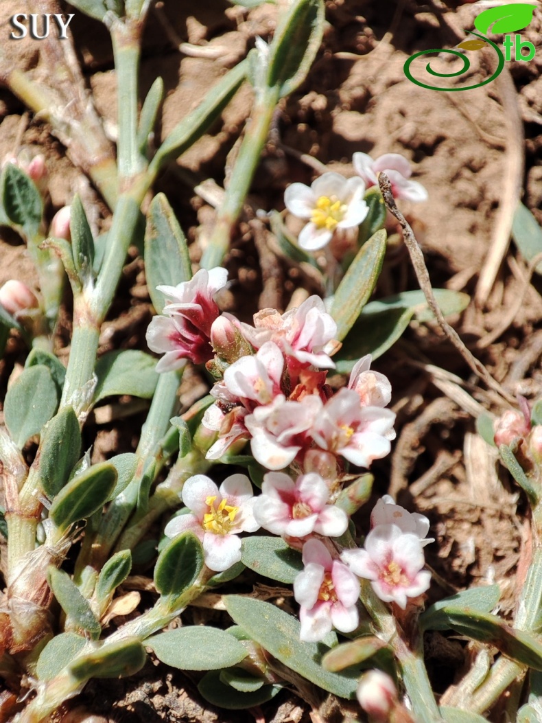 Gündoğmuş-Antalya