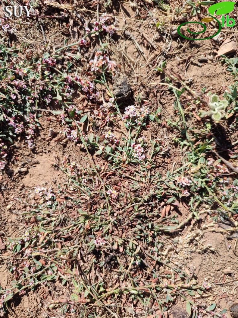 Gündoğmuş-Antalya