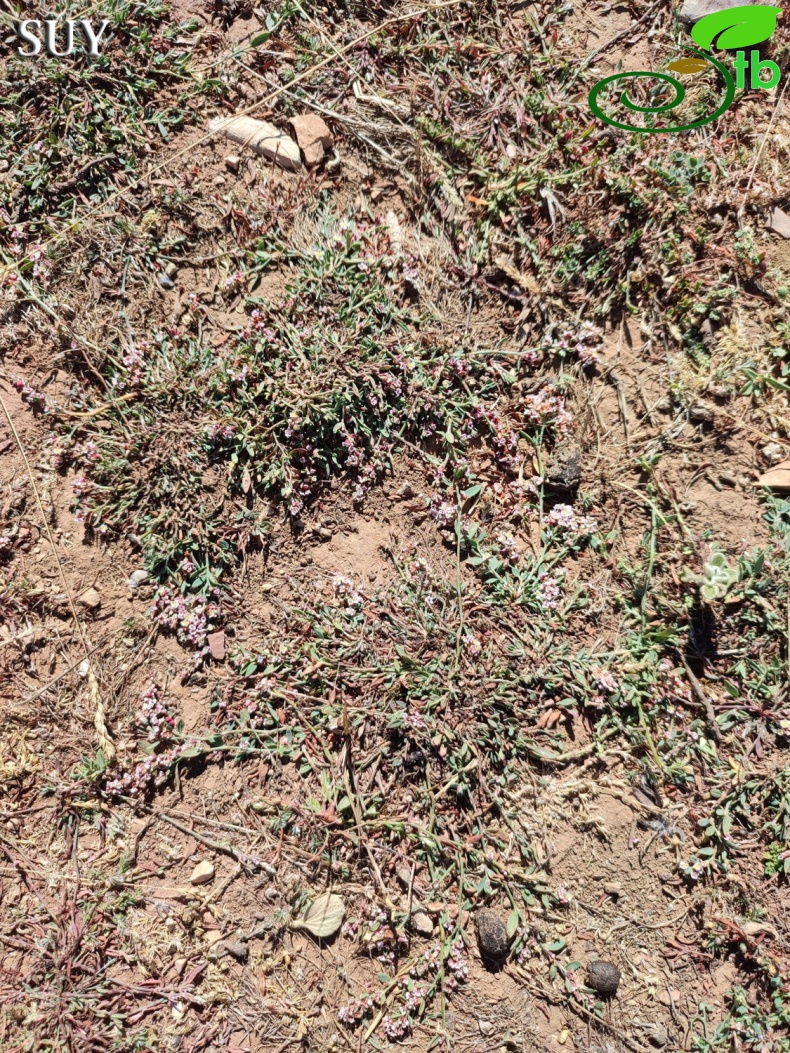 Gündoğmuş-Antalya