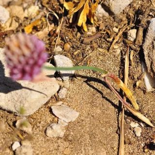 Gündoğmuş-Antalya