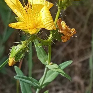 Subsp.rumeliacum- Edirne