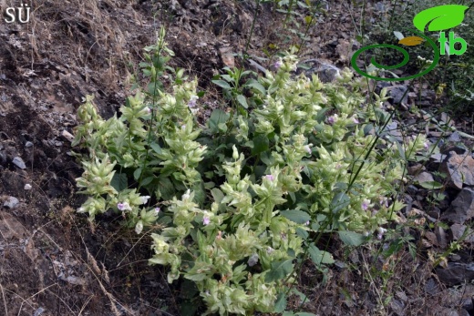 Hakkari