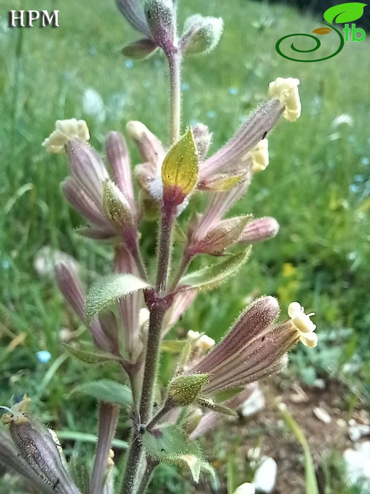 Kastamonu
