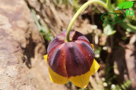 Elazığ